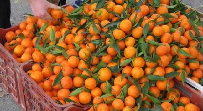 19-11/27/mandalina-6