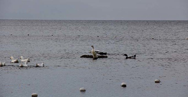 19-11/30/ana-manset-2-1575111115