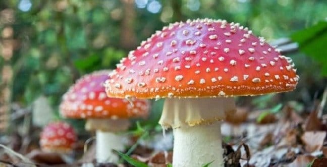 19-12/06/ruyada-mantar-gormek-2