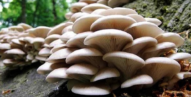 19-12/06/ruyada-mantar-gormekjpgg