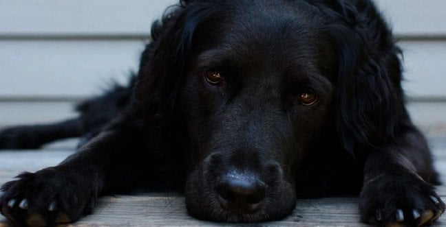Rüyada Siyah Köpek Görmek Ne Anlama Gelir