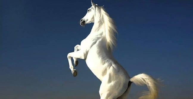 19-12/20/beyaz-atjpgg