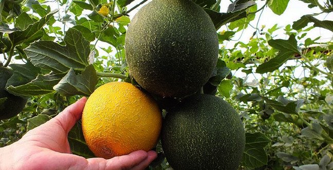 19-12/25/ruyada-kavun-gormekjpgg