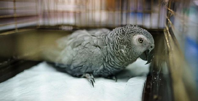 20-01/02/papaganjpgg