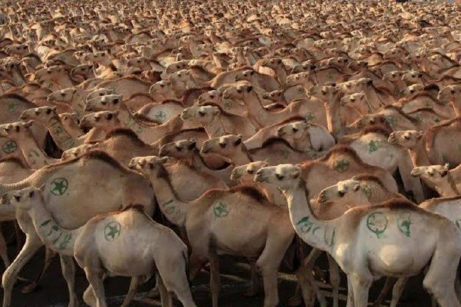 20-01/11/257396-543478127