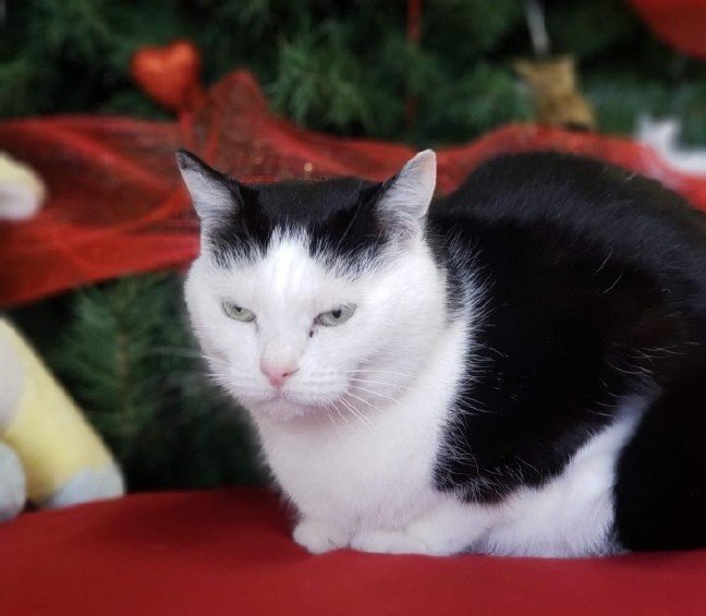 20-01/27/perdita-worlds-worst-cat