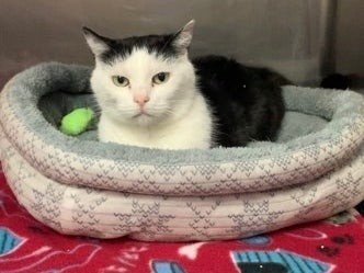 20-01/27/perdita23___24131930593