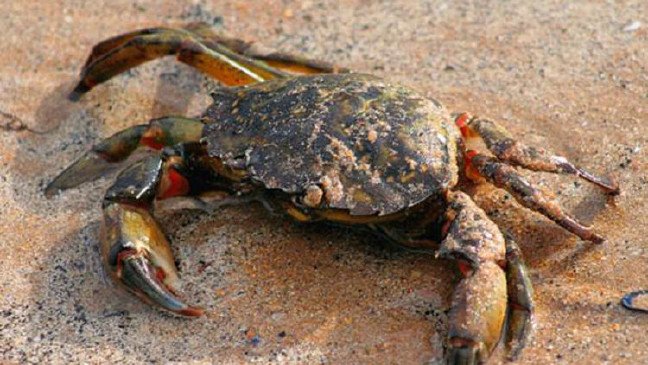 20-01/27/ruyada-yengec-gormek