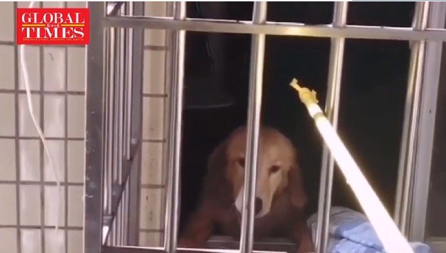 20-02/04/korona-virus-hayvan