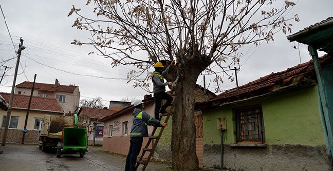 20-02/04/tepebasi-agac-budama-1580821091