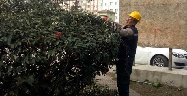 20-02/06/odunpazari-agac-budama1