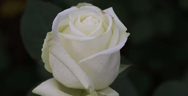 20-02/13/ana-manset-2-1581597766