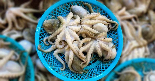 20-02/17/ruyada-ahtapot-gormek-ne-anlama-gelir-3012