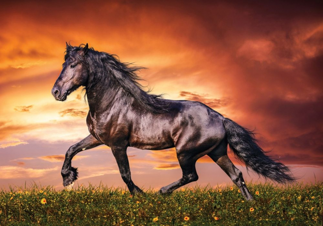 20-02/20/animal-planet-100-parca-black-beauty-puzzle-18